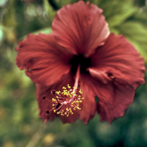 Hibiscus & Botanicals
